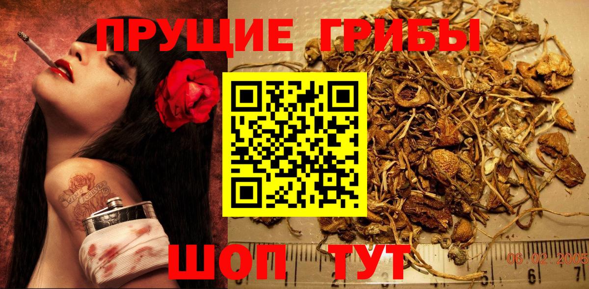 Псилоцибиновые грибы Psilocybine cubensis Балашиха